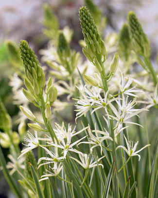 Camassia 'Sacajawea'