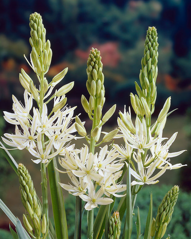 Camassia 'Silk River'