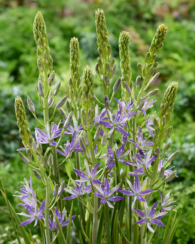Camassia 'Twilight Candle'
