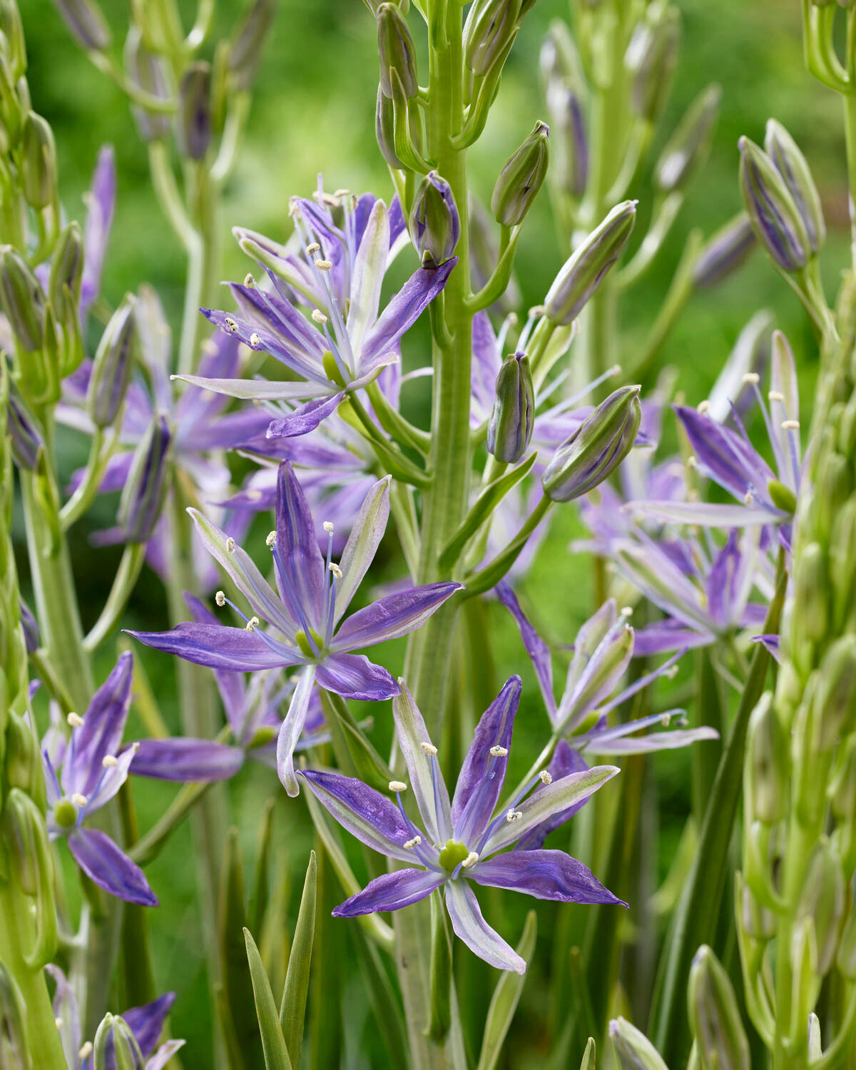 Camassia 'Twilight Candle'