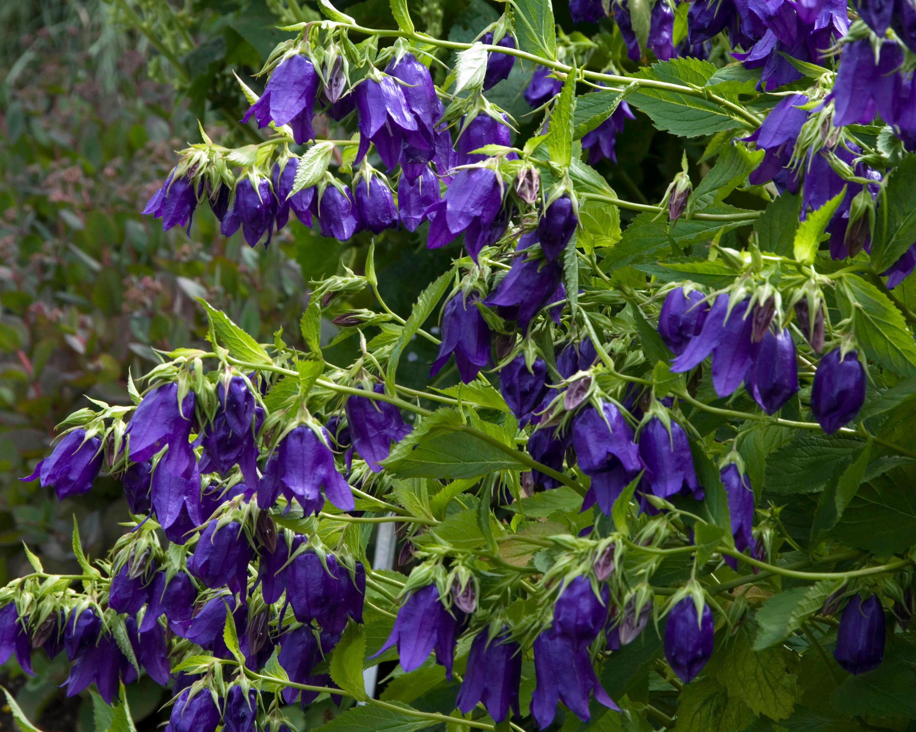 Campanula 'Kent Belle' bare roots — Buy deep violet bellflowers online ...