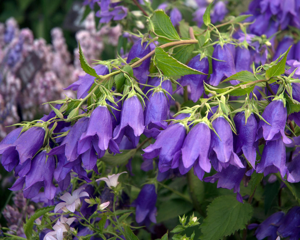 Campanula 'Kent Belle'