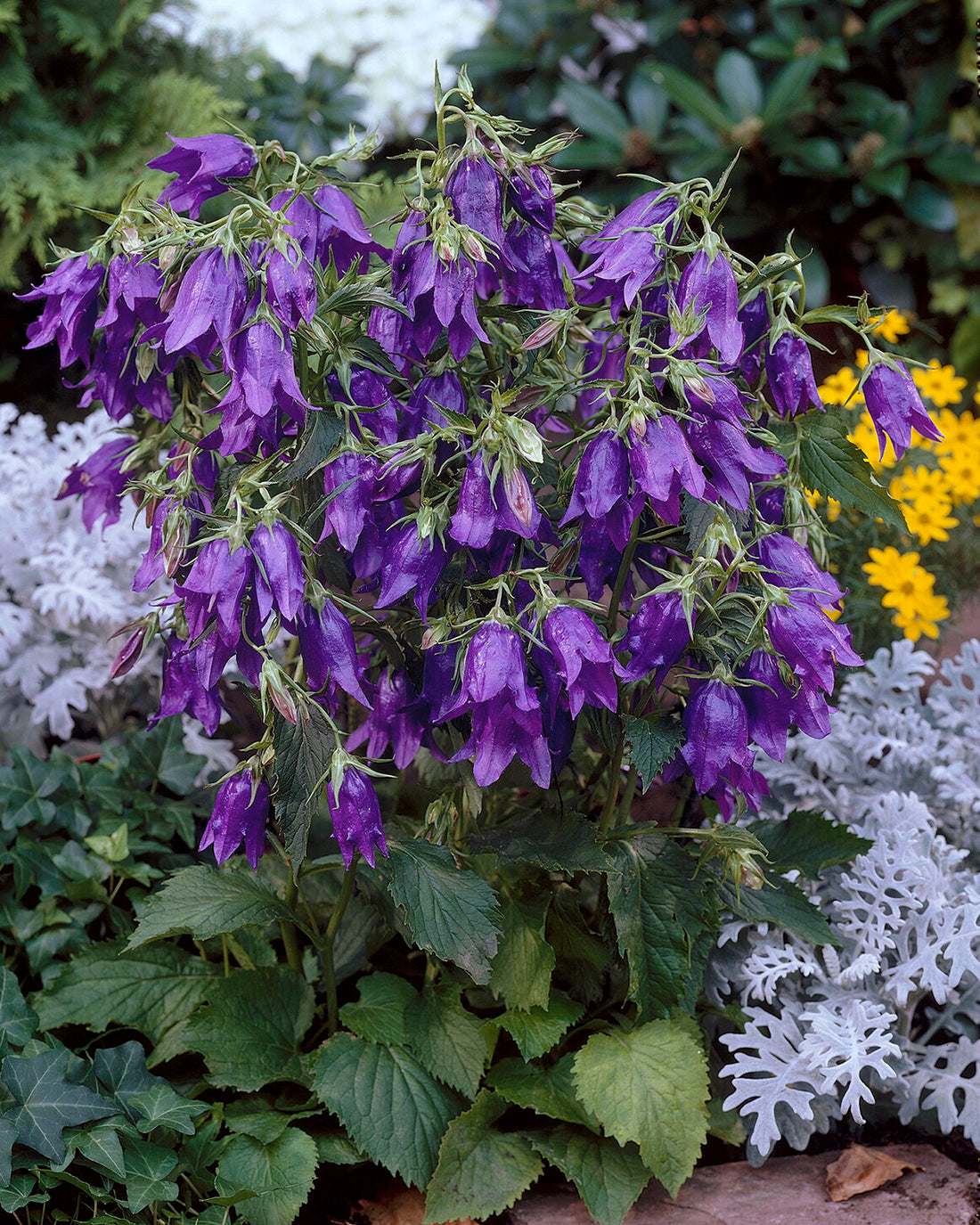 Campanula 'Kent Belle' bare roots — Buy deep violet bellflowers online ...