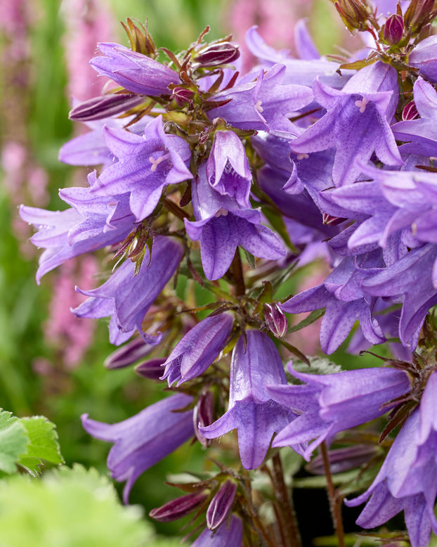 Campanula 'Rebelle'
