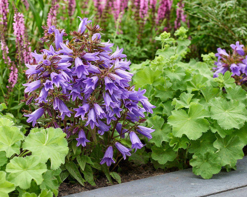 Campanula 'Rebelle'