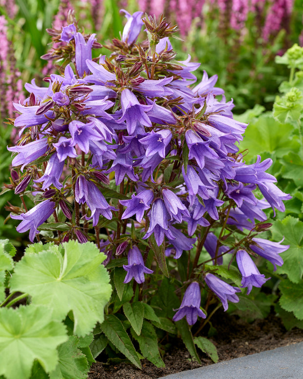 Campanula 'Rebelle'