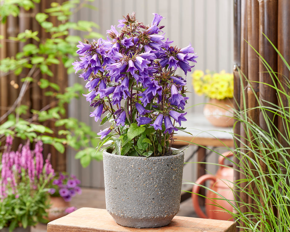 Campanula 'Rebelle'