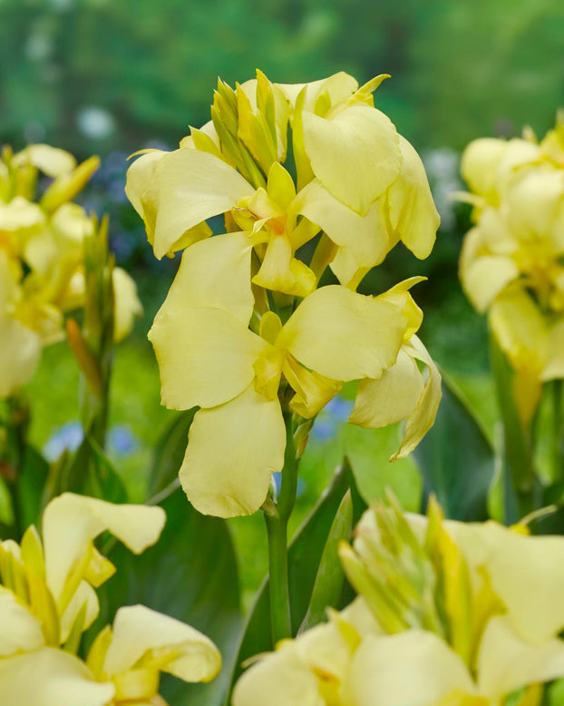 Canna 'Shinning Lemon'