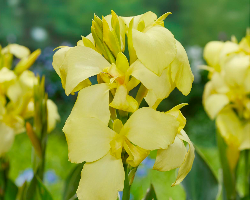 Canna 'Shinning Lemon'