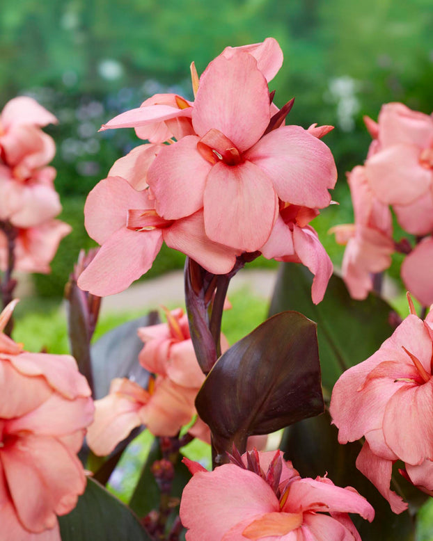 Canna 'Shinning Peach'