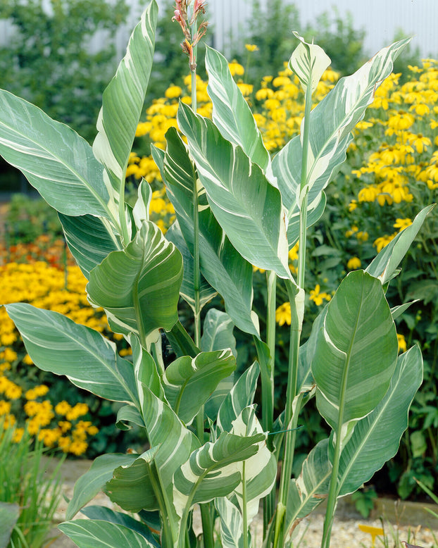 Canna 'Lush Leaves'