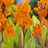 Canna (16)