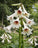Cardiocrinum