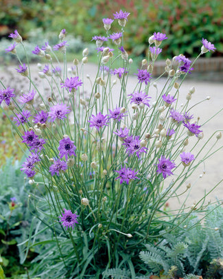 Catananche caerulea