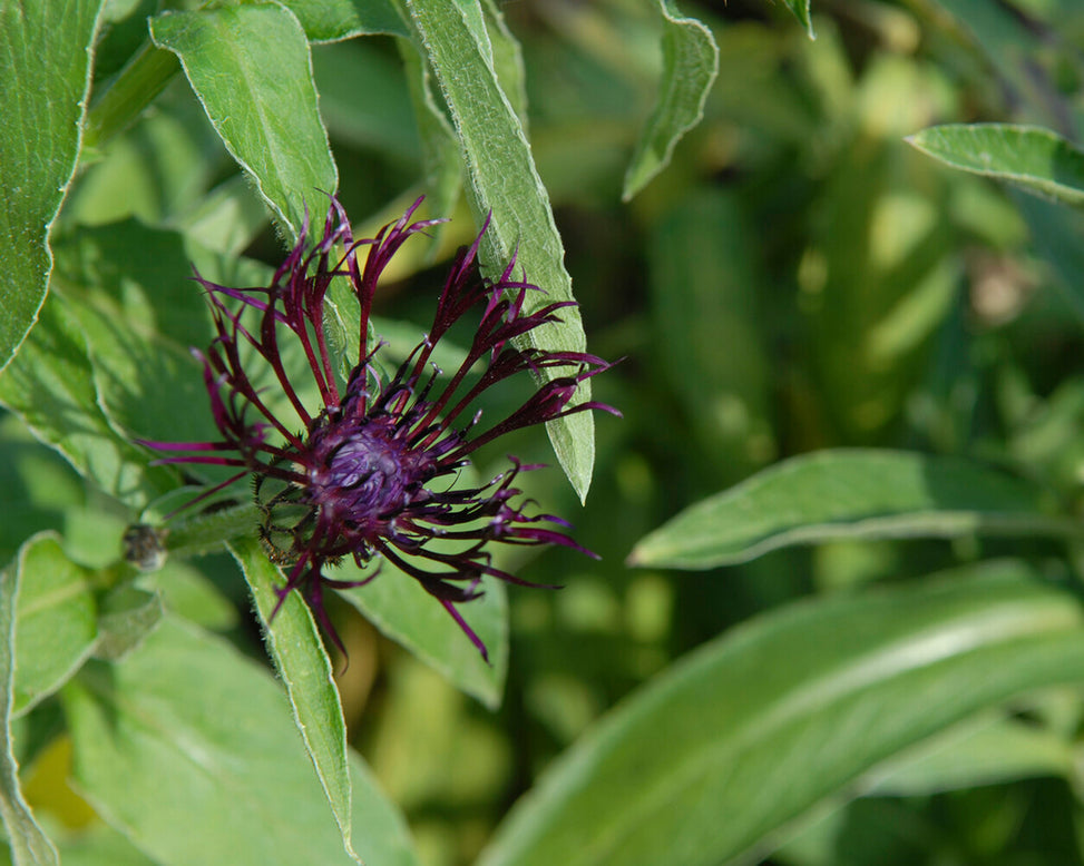 Centaurea 'Jordy'