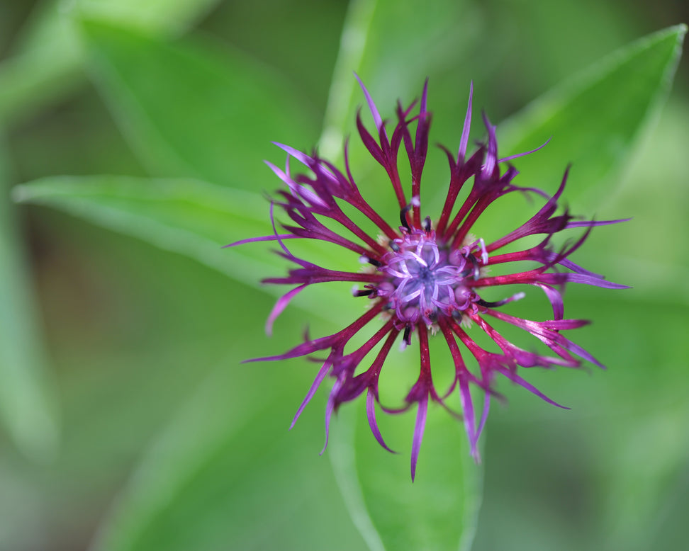 Centaurea 'Jordy'