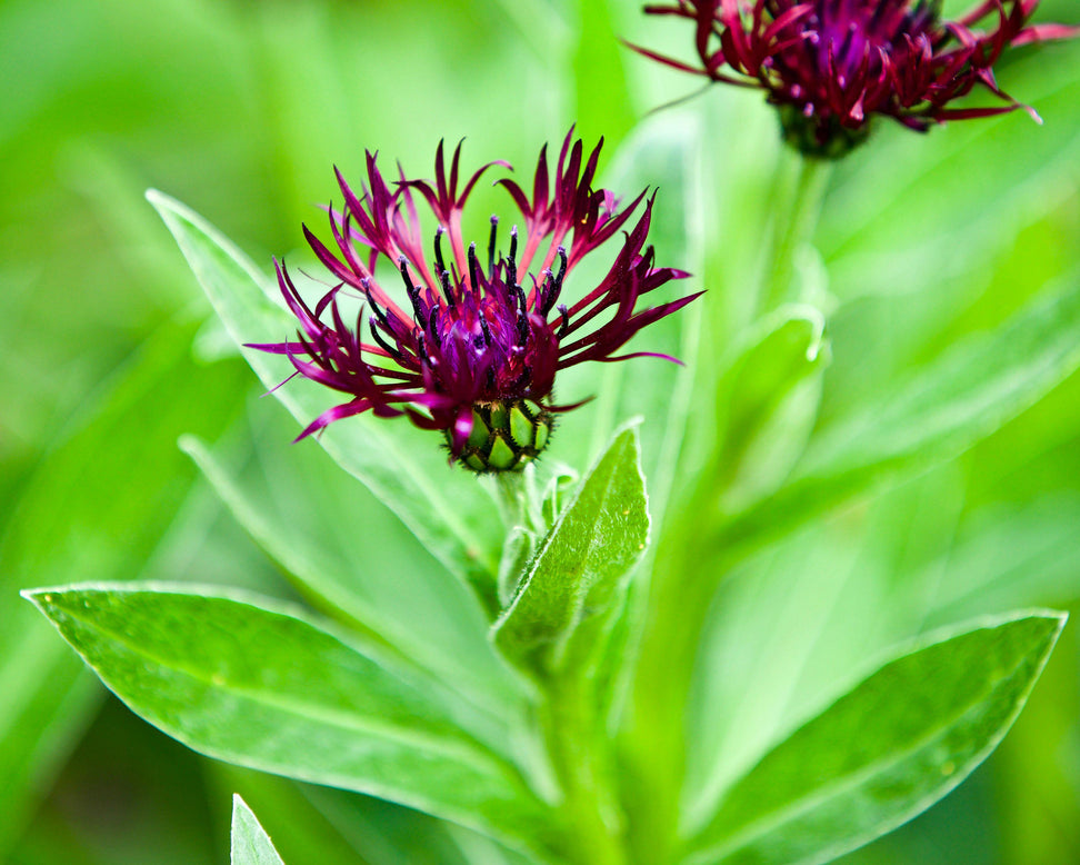 Centaurea 'Jordy'