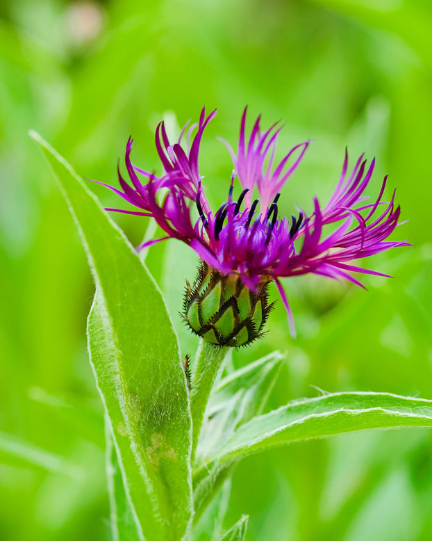 Centaurea 'Jordy'