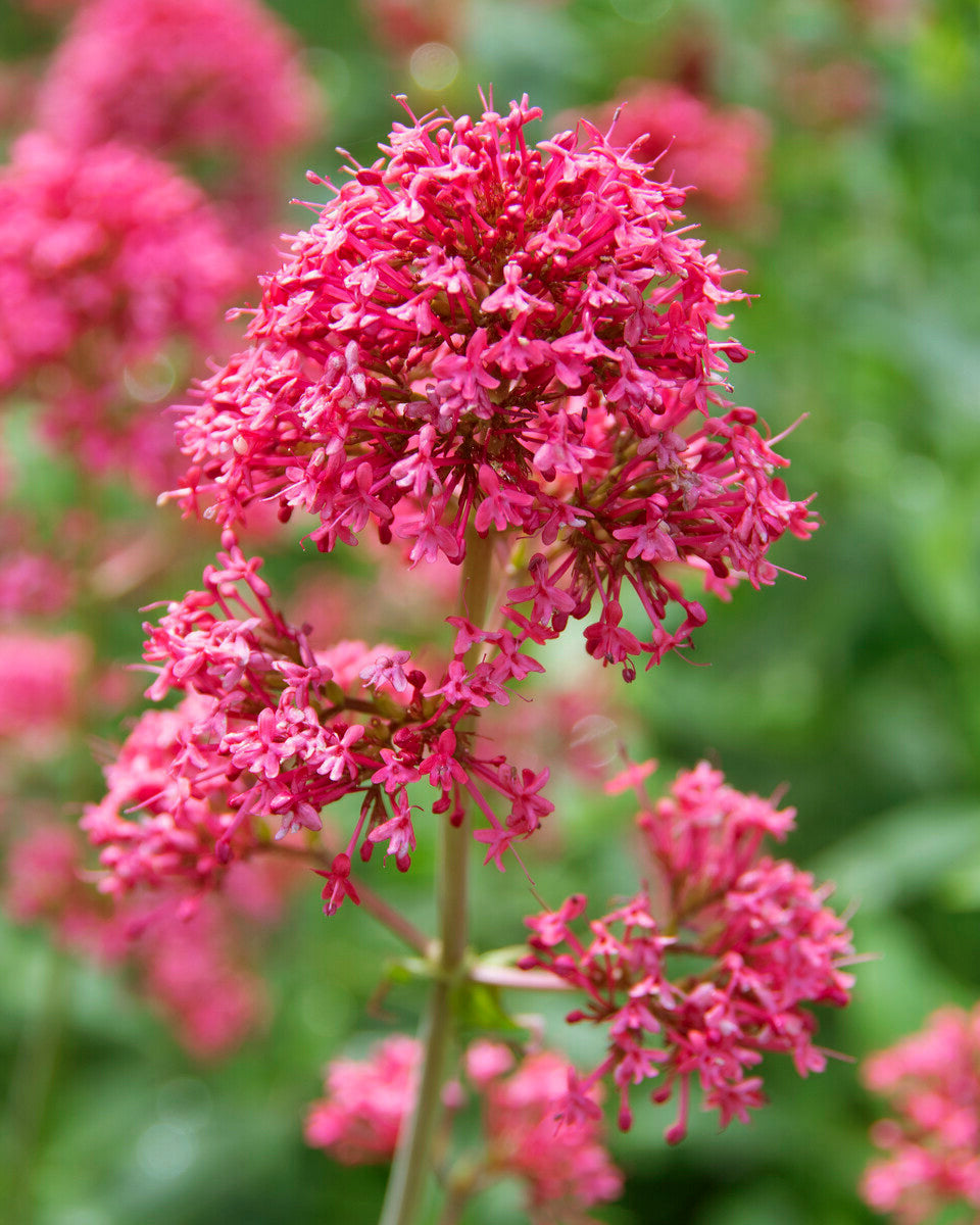 Centrantus Ruber Centranthus ruber 'Rosenrot' | Buy red valerian online at Farmer Gracy UK