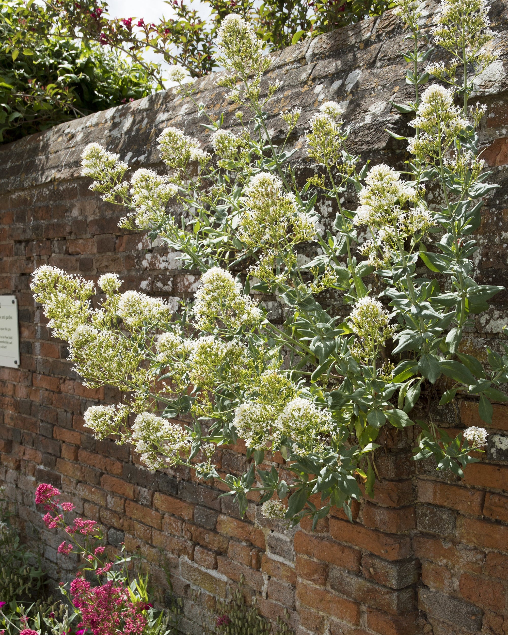 Cetranthus Ruber Centranthus ruber 'Albus' — Buy white valerian online at Farmer Gracy UK
