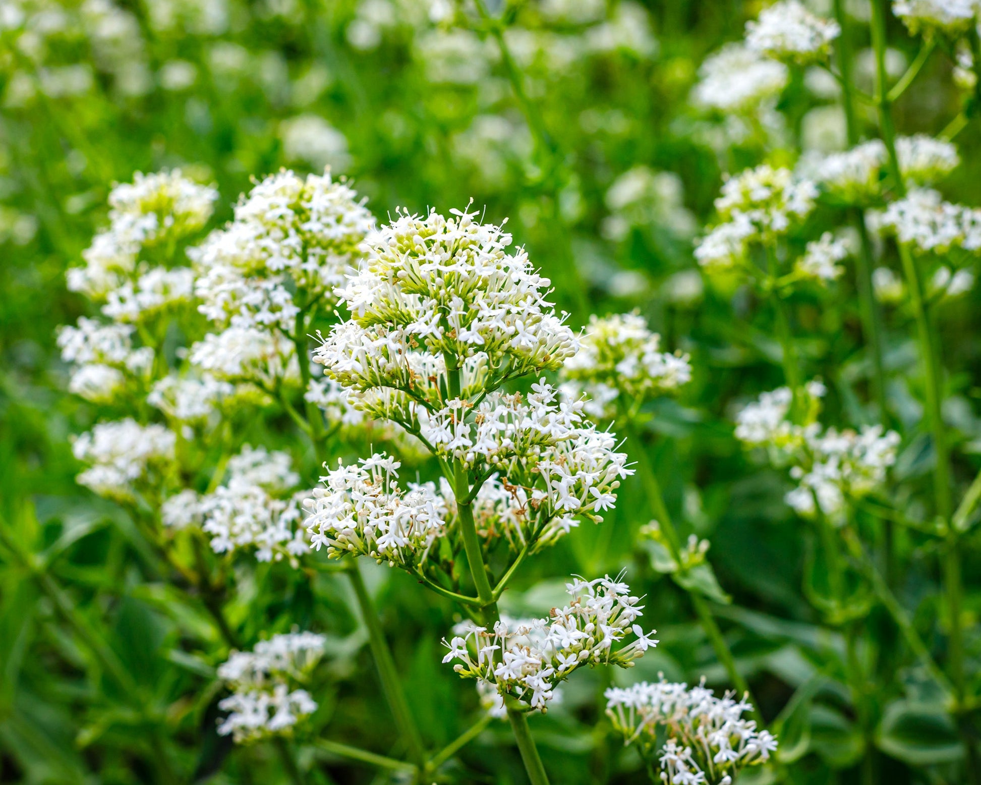 Centranthus ruber 'Albus' | Buy white valerian online at Farmer Gracy UK