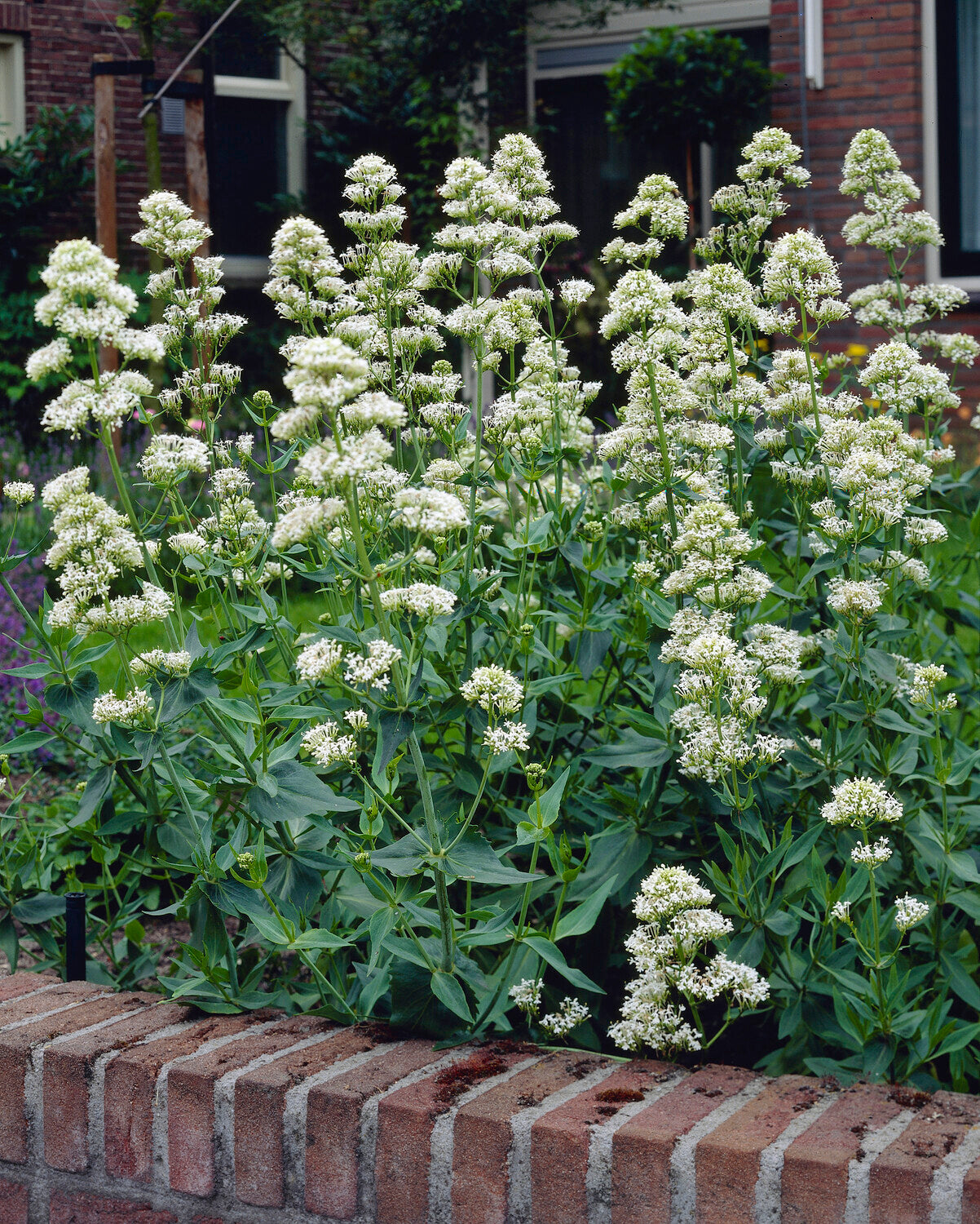 Centranthus ruber 'Albus' | Buy white valerian online at Farmer Gracy UK