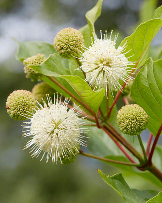 Close-up of green buttonbush flowers with leaves against a blurred natural background