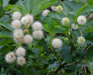 Close-up of green buttonbush flowers with leaves against a blurred natural background