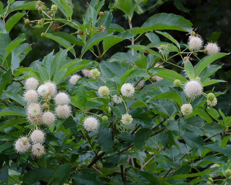 Cephalanthus occidentalis