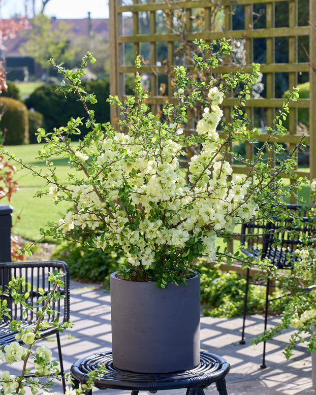 Chaenomeles 'Lemon Sorbet'
