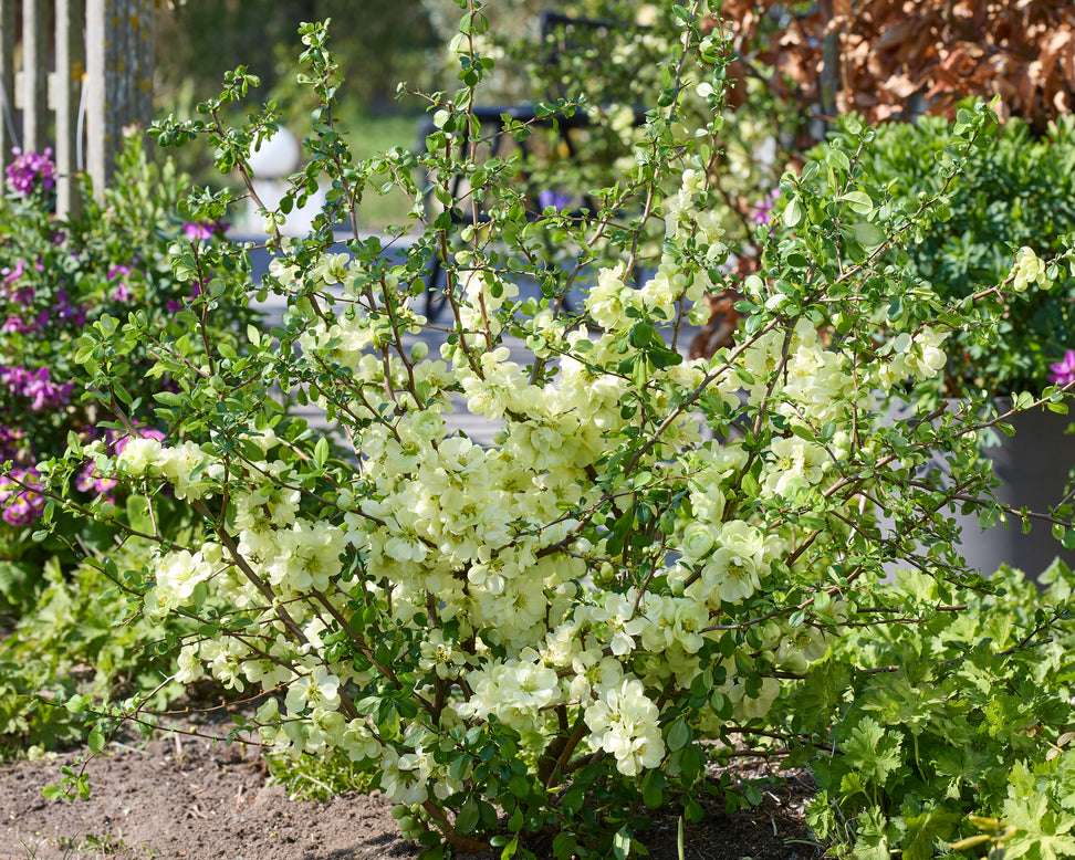 Chaenomeles 'Lemon Sorbet'