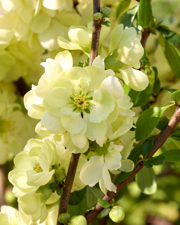 Chaenomeles 'Lemon Sorbet'