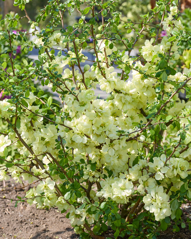 Chaenomeles 'Lemon Sorbet'