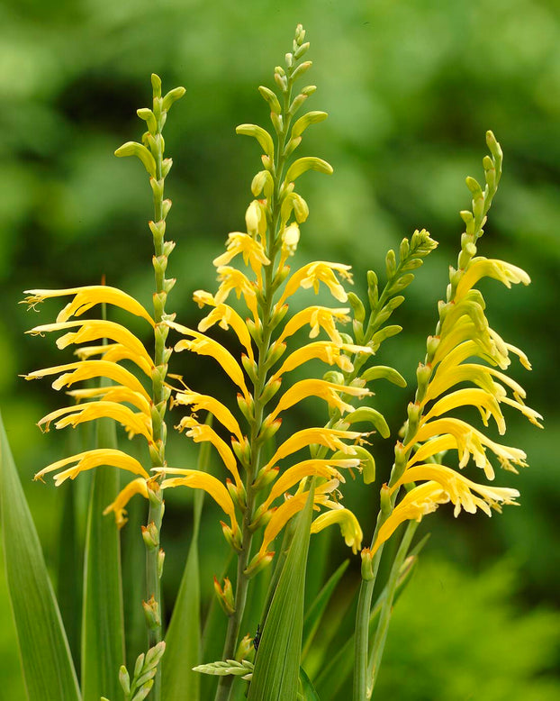 Chasmanthe 'Ducktii'