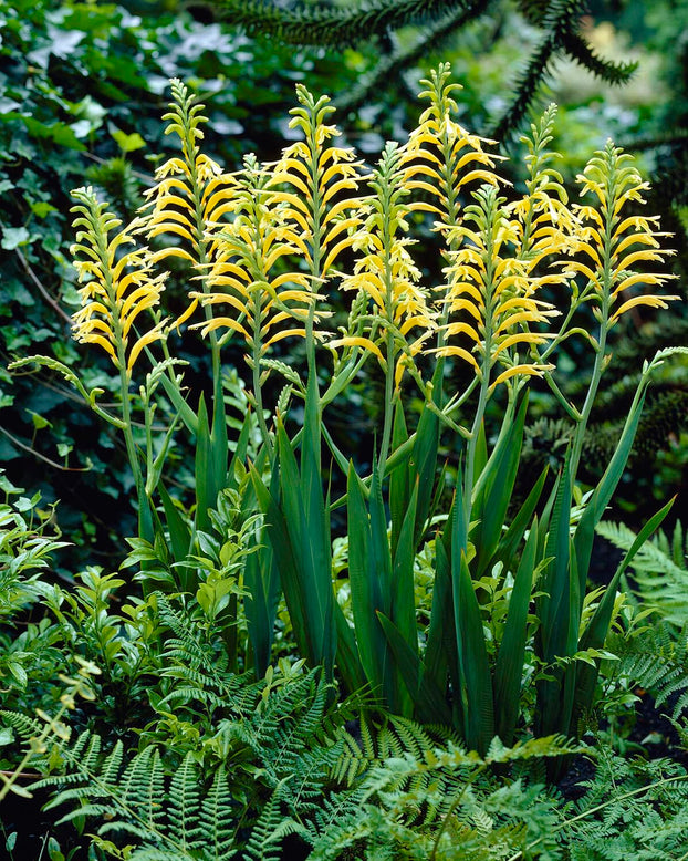Chasmanthe 'Ducktii'