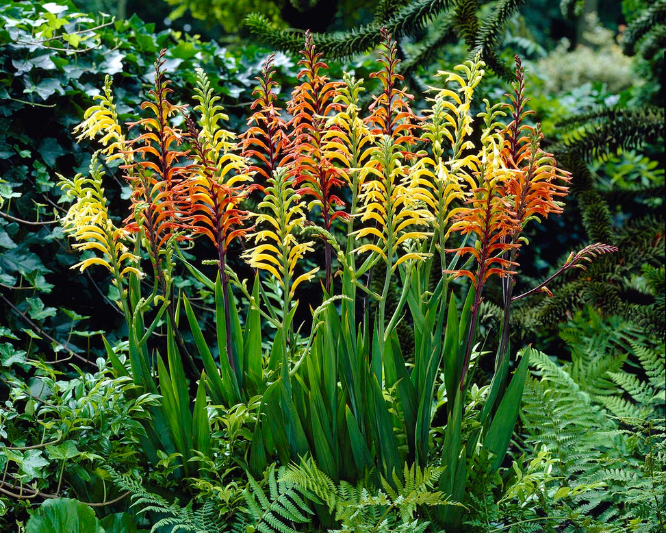 Chasmanthe floribunda