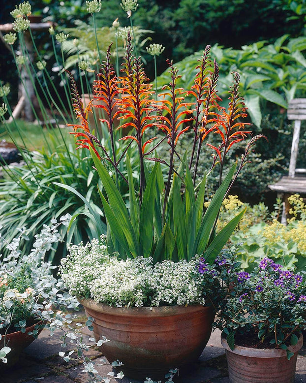 Chasmanthe floribunda