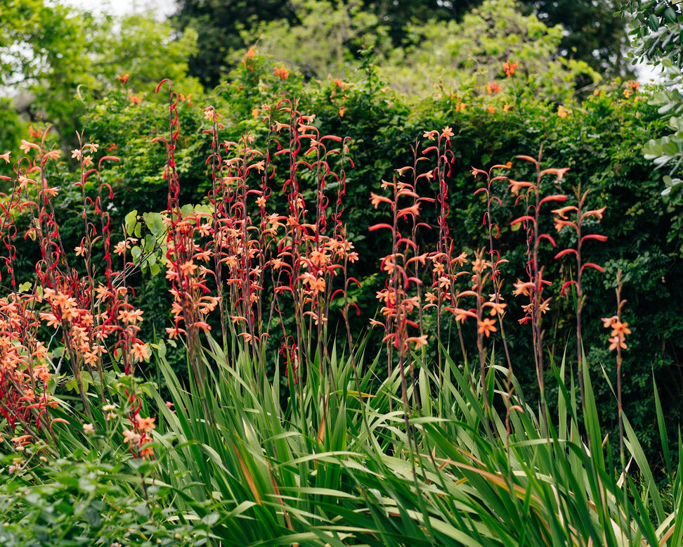 Chasmanthe floribunda