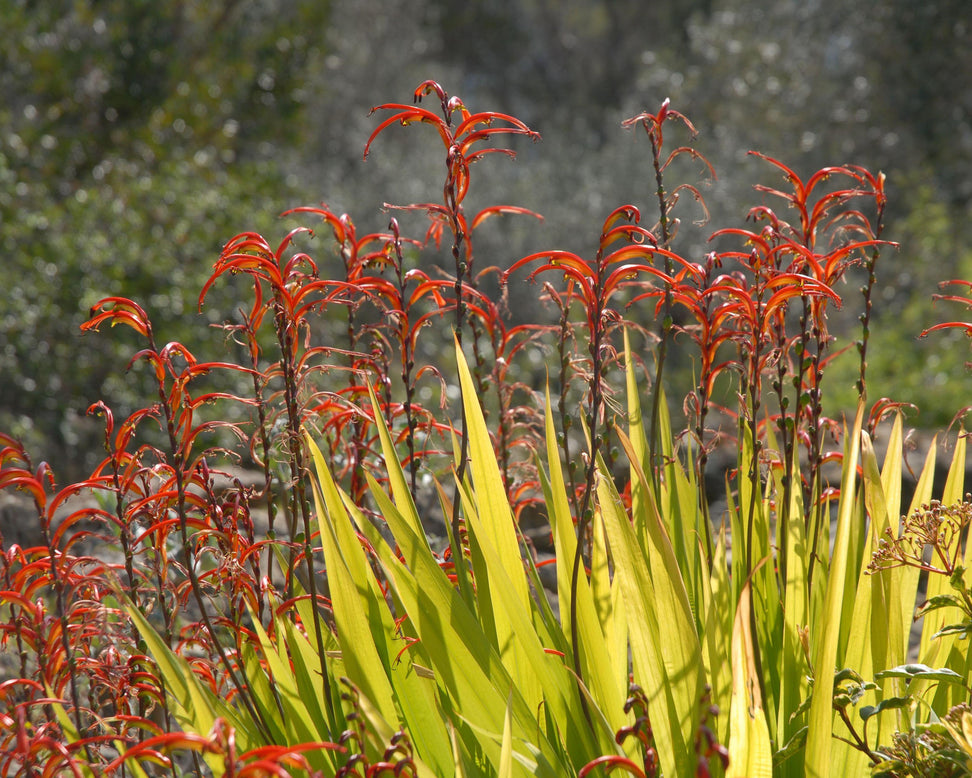 Chasmanthe floribunda