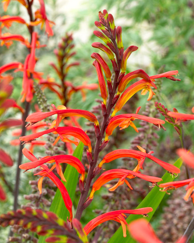 Chasmanthe 'Saturnus'