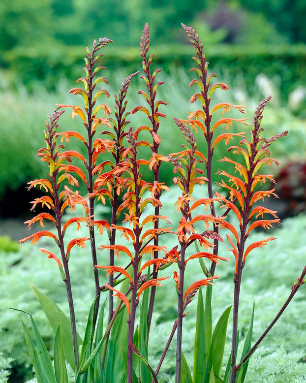 Chasmanthe 'Saturnus'