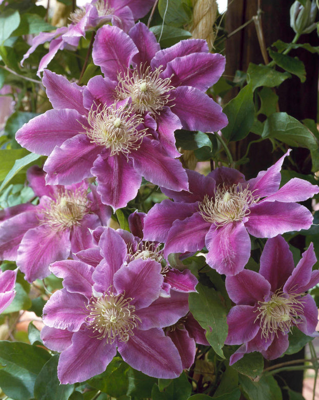 Clematis 'Doctor Ruppel'
