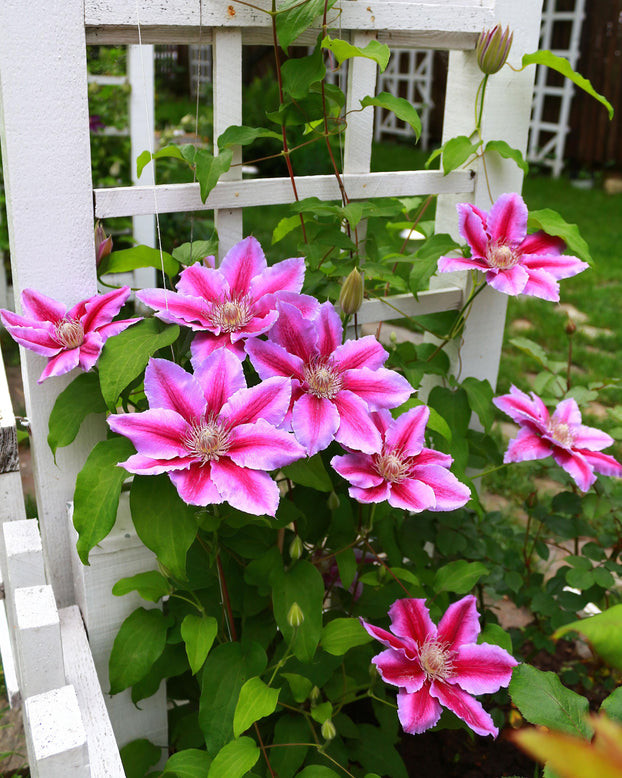 Clematis 'Doctor Ruppel'