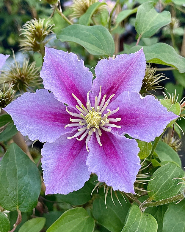 Clematis 'Piilu'
