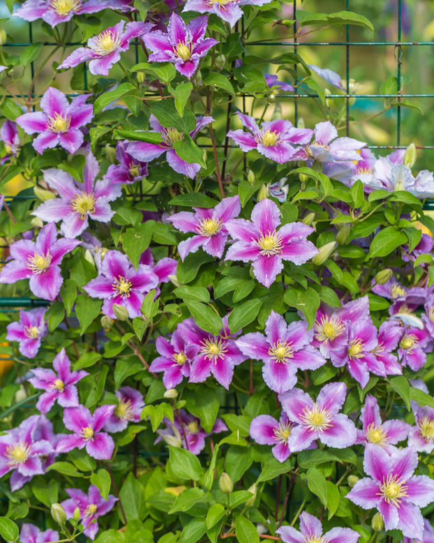 Clematis 'Piilu'