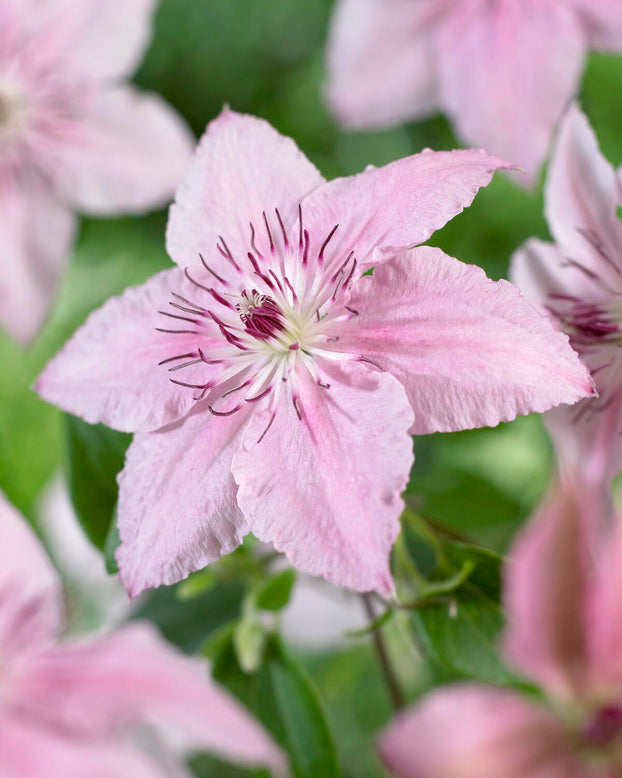 Clematis 'Pink Fantasy'