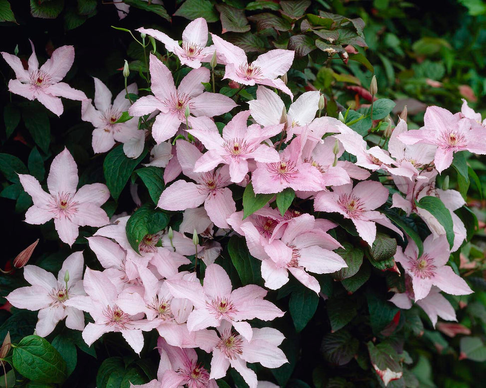 Clematis 'Pink Fantasy'