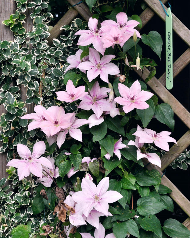 Clematis 'Pink Fantasy'