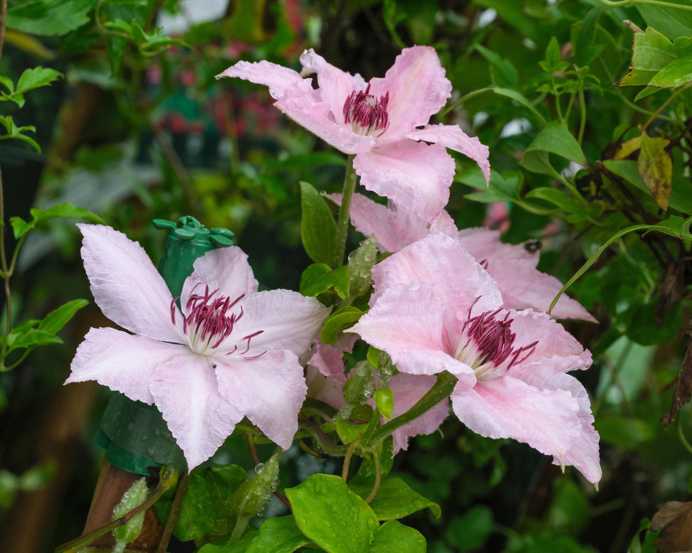 Clematis 'Pink Fantasy'