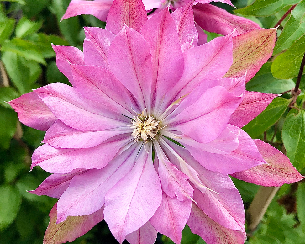Clematis 'Violet Elizabeth'